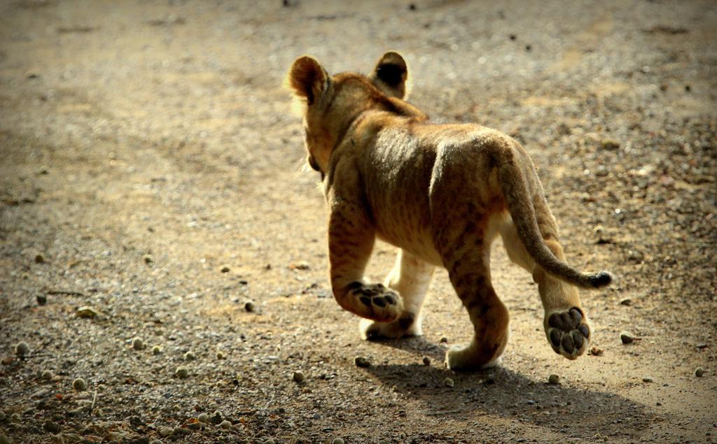 Leopard Mountain Safari Lodge Manyoni Private Game Reserve Buitenkant foto