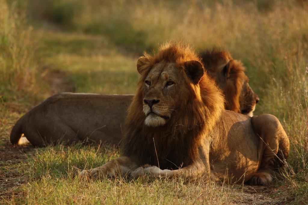 Leopard Mountain Safari Lodge Manyoni Private Game Reserve Buitenkant foto