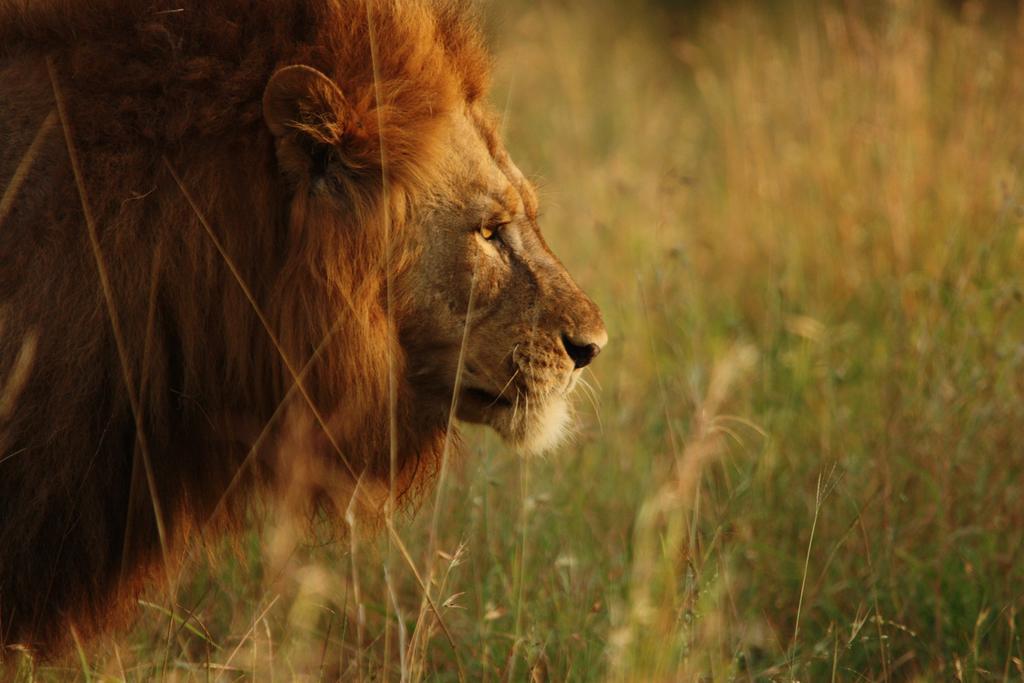 Leopard Mountain Safari Lodge Manyoni Private Game Reserve Buitenkant foto