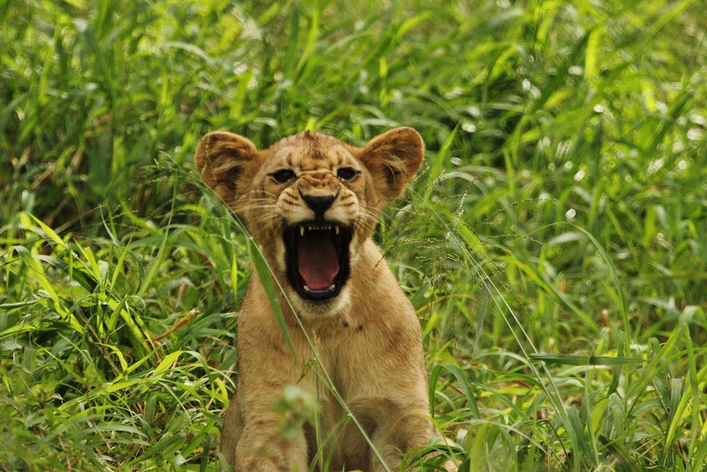 Leopard Mountain Safari Lodge Manyoni Private Game Reserve Buitenkant foto