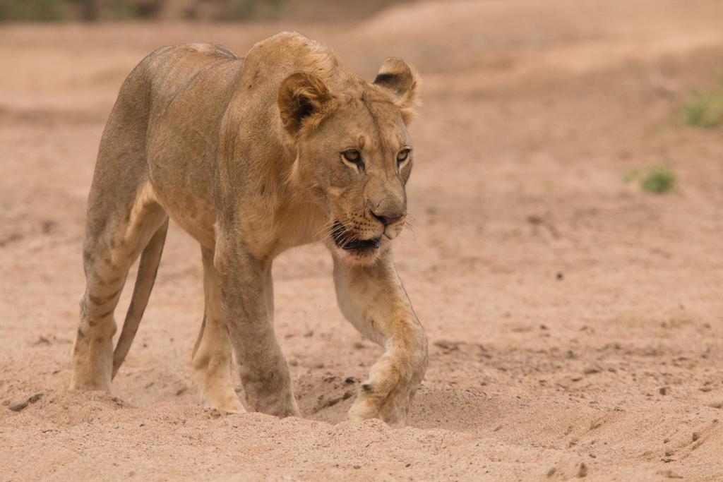 Leopard Mountain Safari Lodge Manyoni Private Game Reserve Buitenkant foto