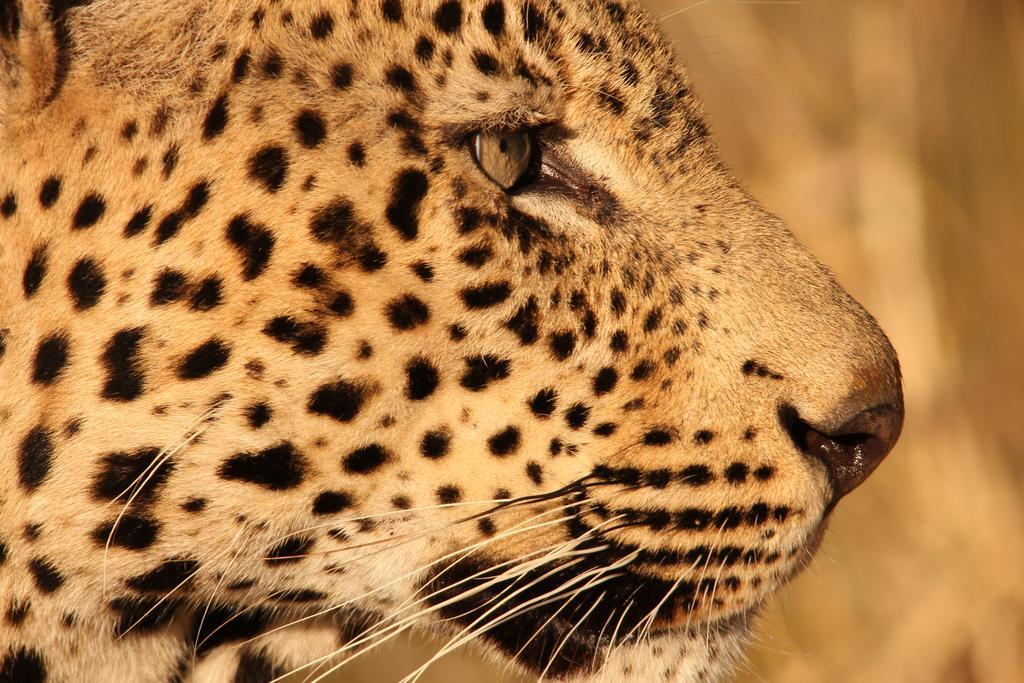 Leopard Mountain Safari Lodge Manyoni Private Game Reserve Buitenkant foto