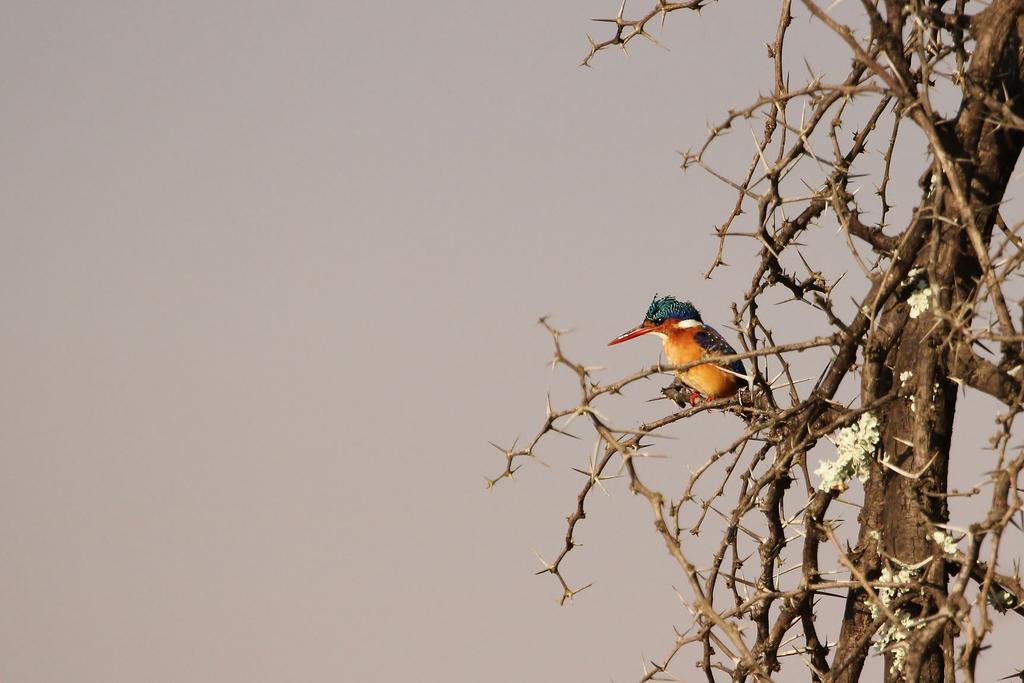 Leopard Mountain Safari Lodge Manyoni Private Game Reserve Buitenkant foto