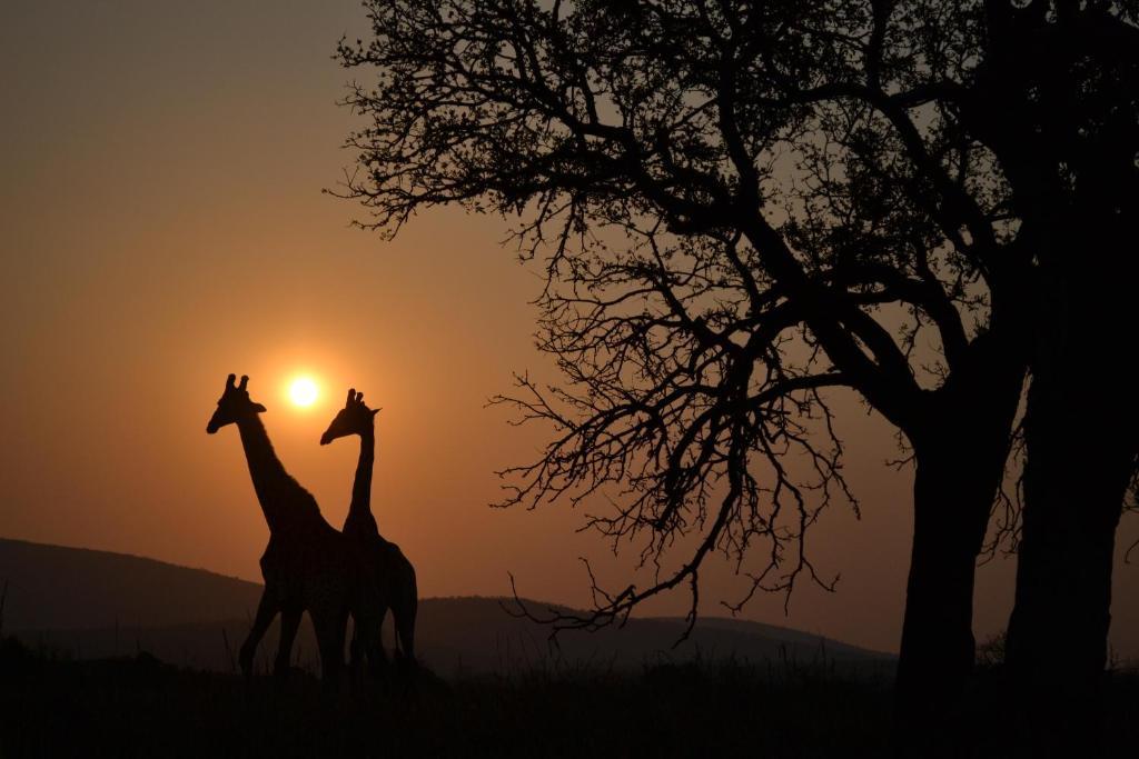 Leopard Mountain Safari Lodge Manyoni Private Game Reserve Buitenkant foto