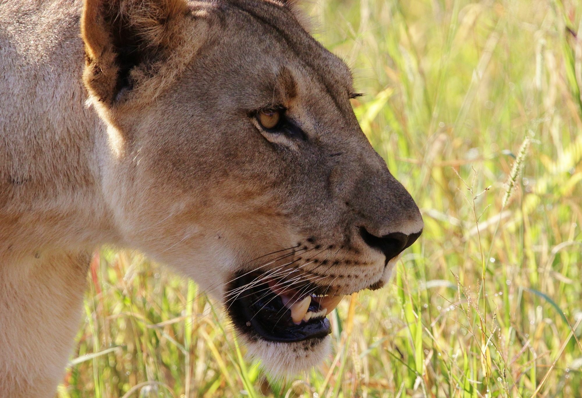 Leopard Mountain Safari Lodge Manyoni Private Game Reserve Buitenkant foto