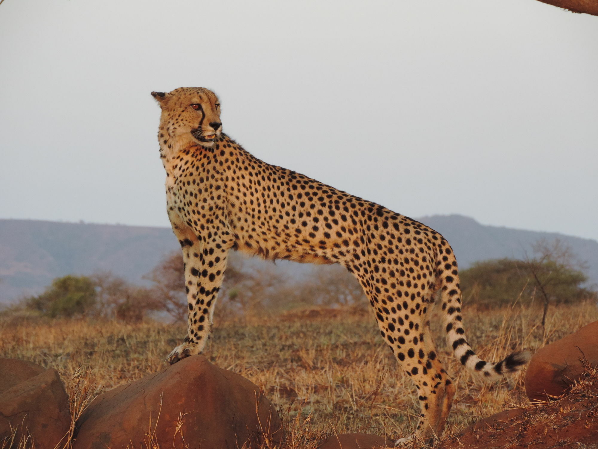 Leopard Mountain Safari Lodge Manyoni Private Game Reserve Buitenkant foto